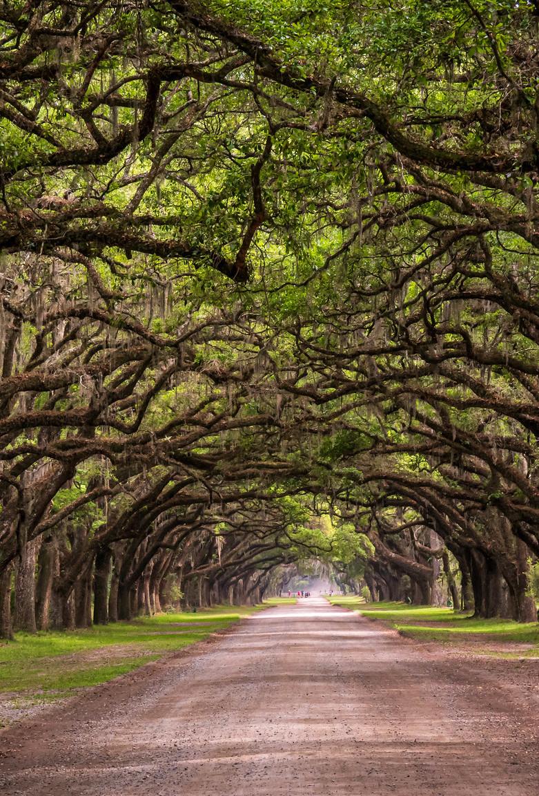 Wormsloe State Historic Site